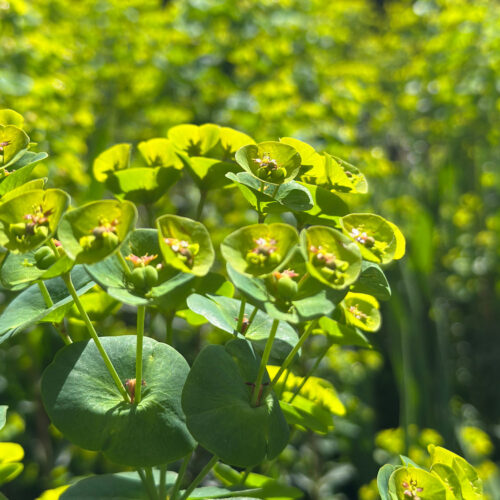 Euphorbia robbiae x wulfenii ‘Lambley Limelight’