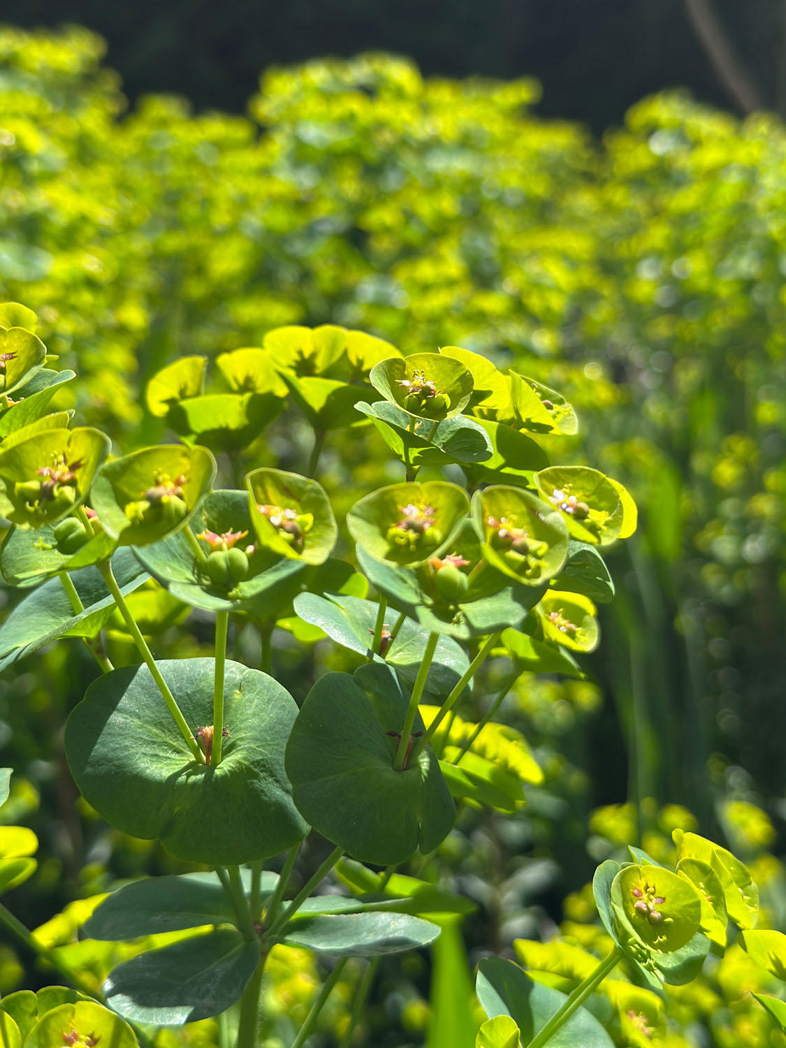 Euphorbia robbiae x wulfenii ‘Lambley Limelight’