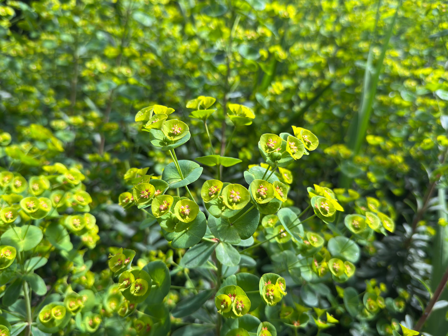 Euphorbia robbiae x wulfenii ‘Lambley Limelight’ - Image 4