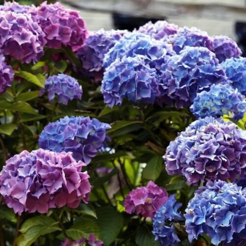 Hydrangea macrophylla 'Blauer Zwerg'