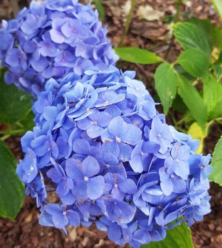 Hydrangea macrophylla 'Mathilde Gutges'