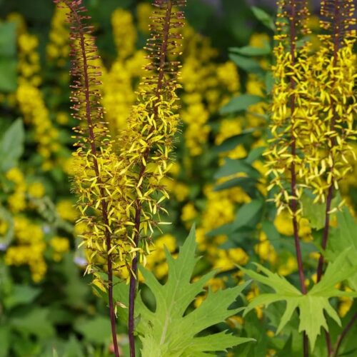 Ligularia przewalskii