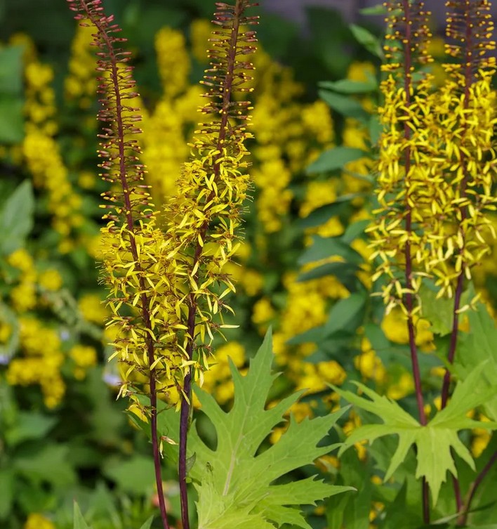 Ligularia przewalskii