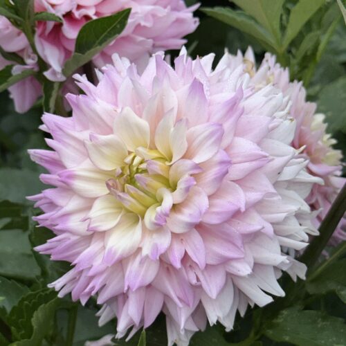 Dahlia 'Margarita'