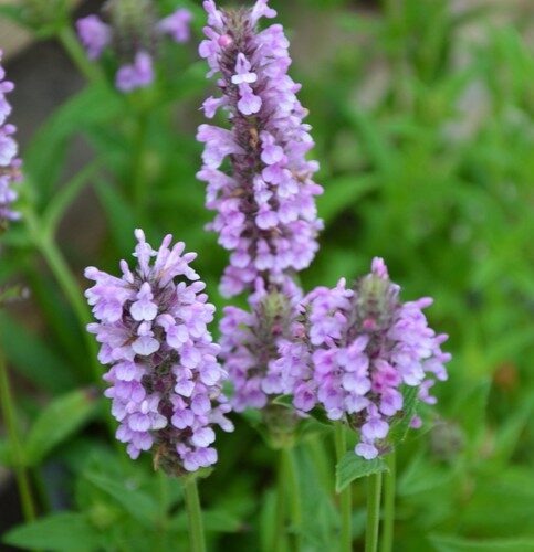 Nepeta nervosa ‘Pink Cat’