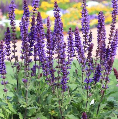 Alternative view of Salvia nemorosa 'Salvatore Blue'