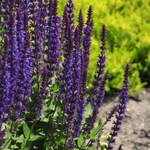 Salvia nemorosa 'Salvatore Blue'