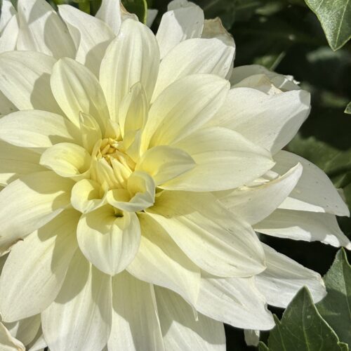 Dahlia ‘Yellow Quartz’