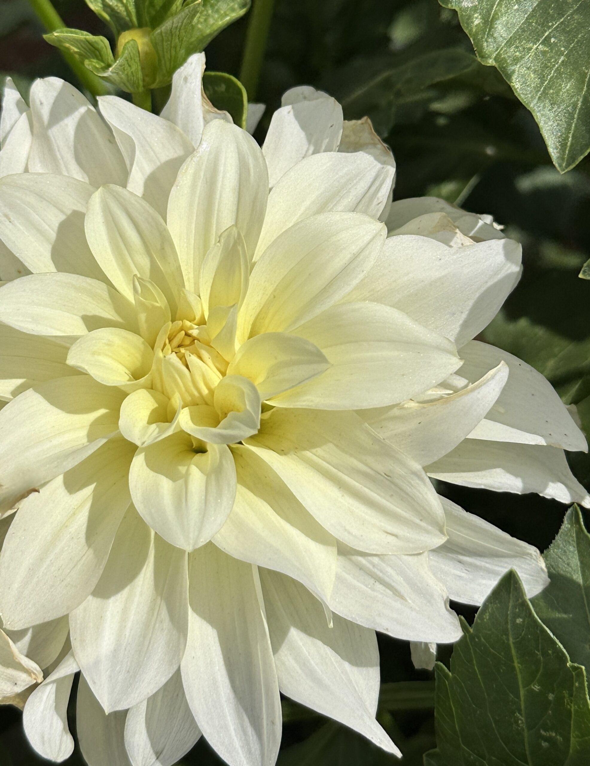 Dahlia ‘Yellow Quartz’