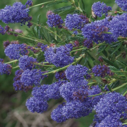 Ceanothus ‘Concha’