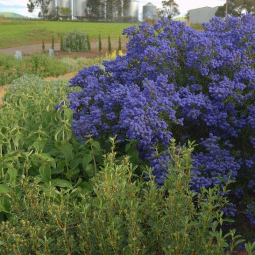 Alternative view of Ceanothus ‘Concha’