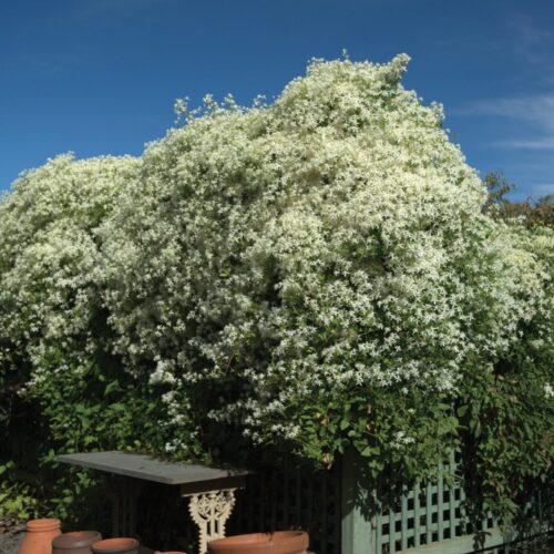 Alternative view of Clematis maximowicziana