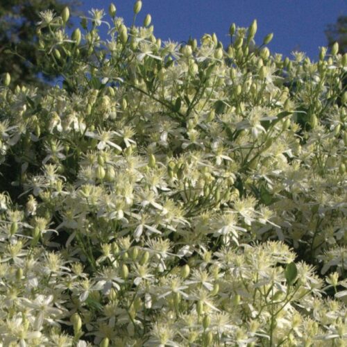 Clematis maximowicziana