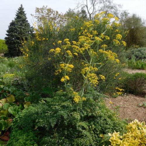 Alternative view of Ferula tingitana