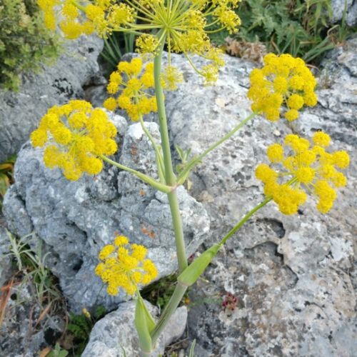 Ferula tingitana