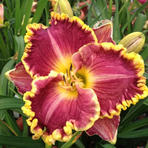 Hemerocallis 'Daria'