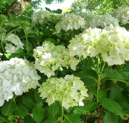 Hydrangea macrophylla 'Madame Emile Mouillere'