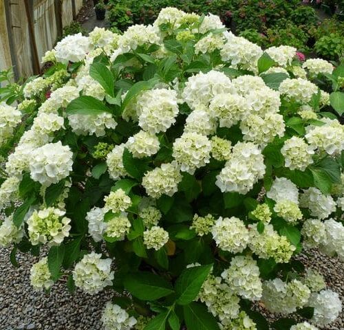 Alternative view of Hydrangea macrophylla 'Madame Emile Mouillere'