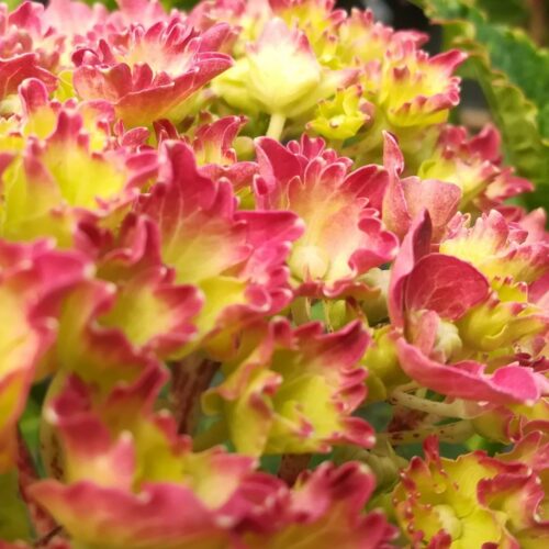Alternative view of Hydrangea macrophylla 'Parzifal'