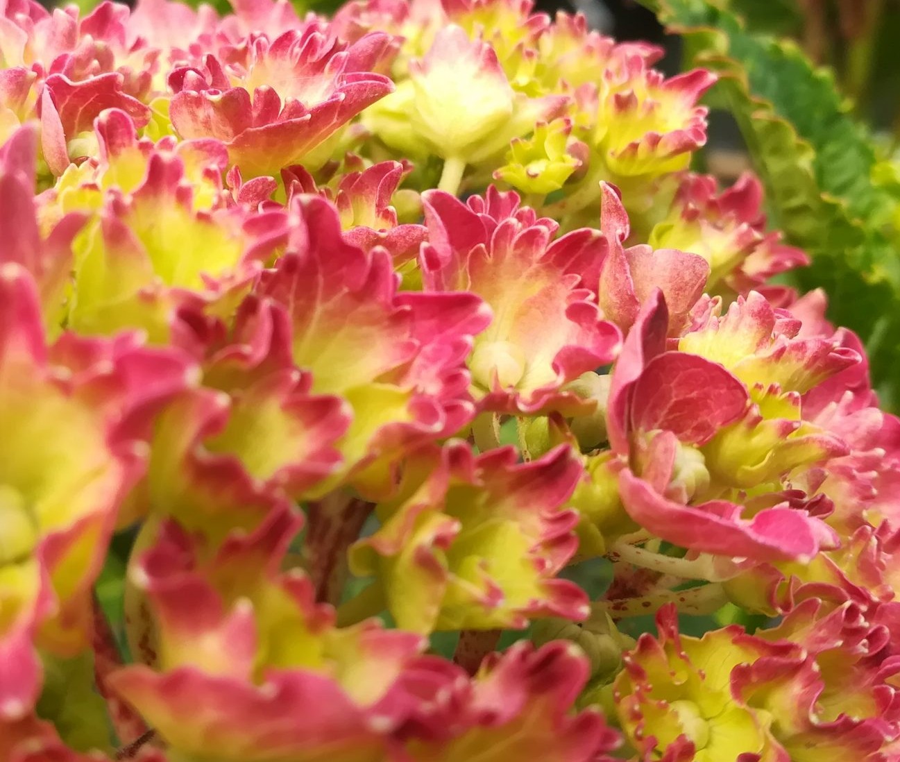 Hydrangea macrophylla 'Parzifal' - Image 2