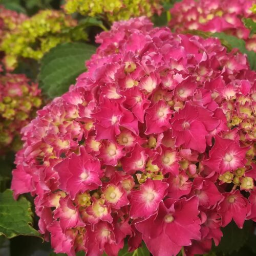 Hydrangea macrophylla 'Parzifal'