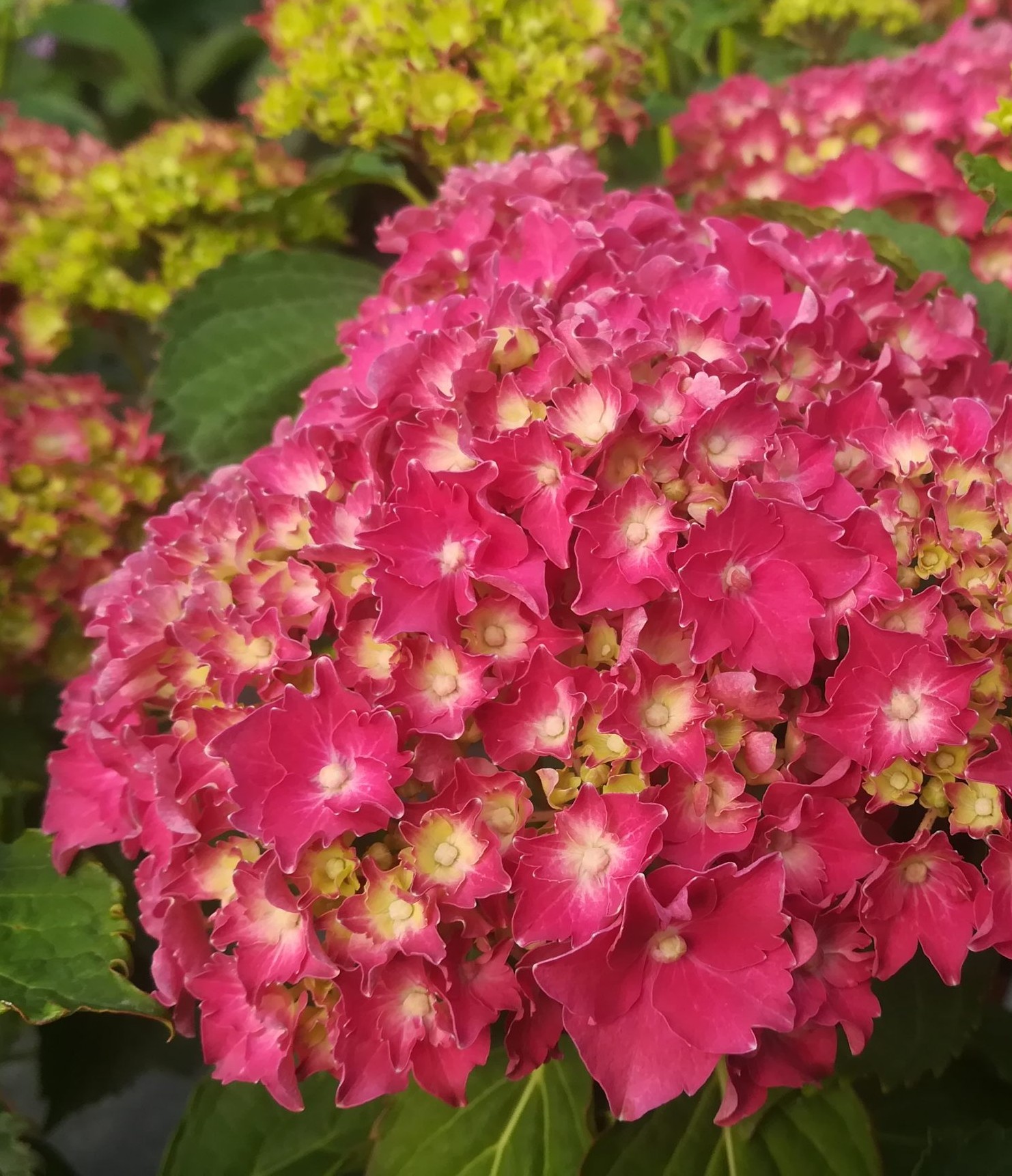 Hydrangea macrophylla 'Parzifal'