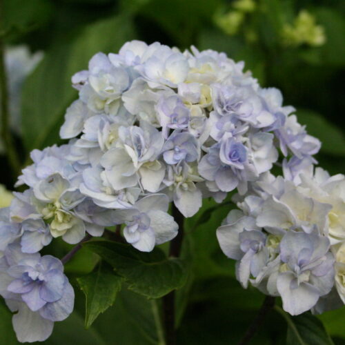 Hydrangea macrophylla ‘Setsuka-Yae’