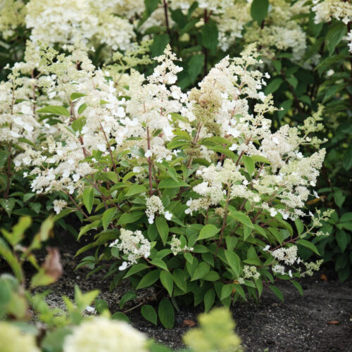 Alternative view of Hydrangea paniculata ‘Kyushu’