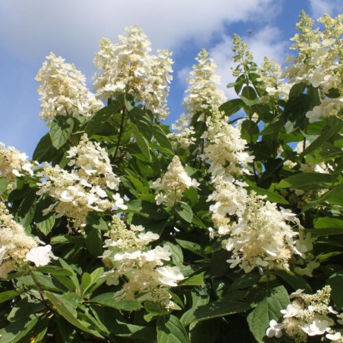Hydrangea paniculata ‘Kyushu’