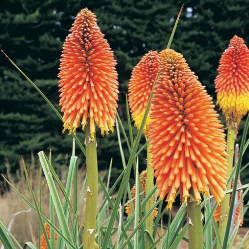 Alternative view of Kniphofia ‘Prince Igor’