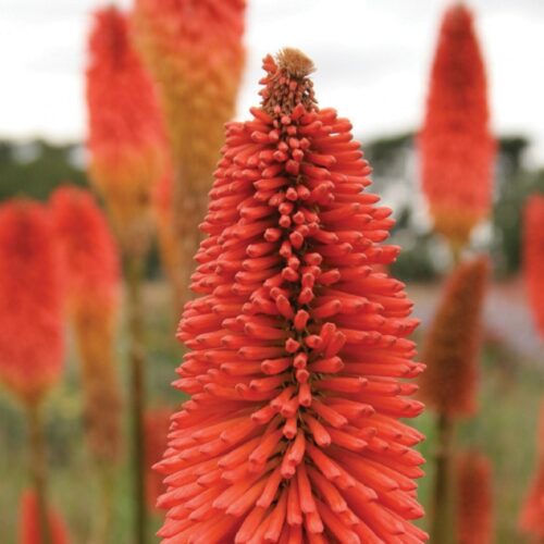 Kniphofia ‘Prince Igor’
