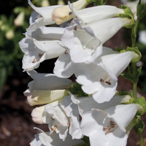 Alternative view of Penstemon ‘White Bedder’