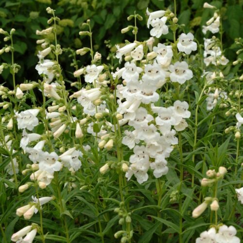 Penstemon ‘White Bedder’