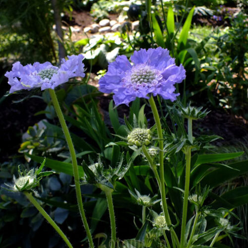 Alternative view of Lomelosia caucasica ‘Fama Deep Blue’
