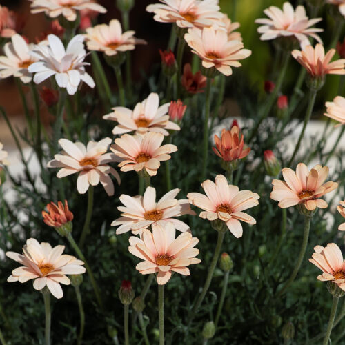 Rhodanthemum hosmariense 'Zagora Orange'