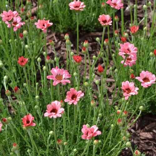 Rhodanthemum hosmariense 'Zagora Pink’