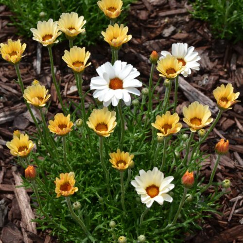 Rhodanthemum hosmariense 'Zagora Yellow’
