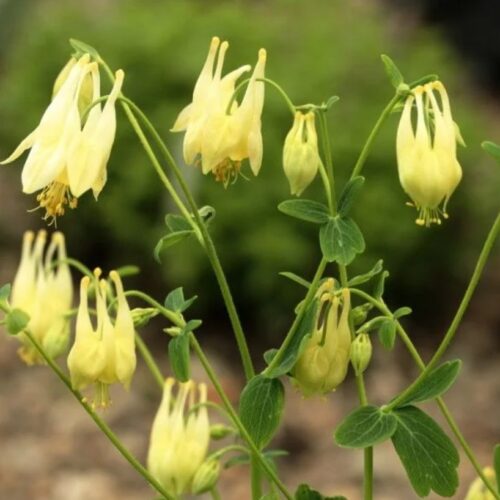 Aquilegia canadensis 'Corbett'