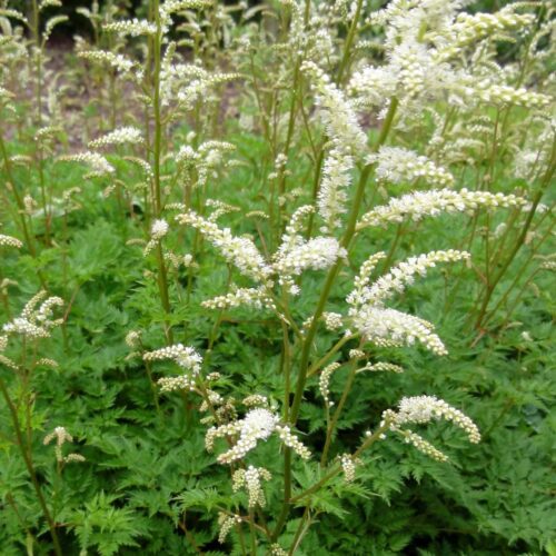 Aruncus aethusifolius