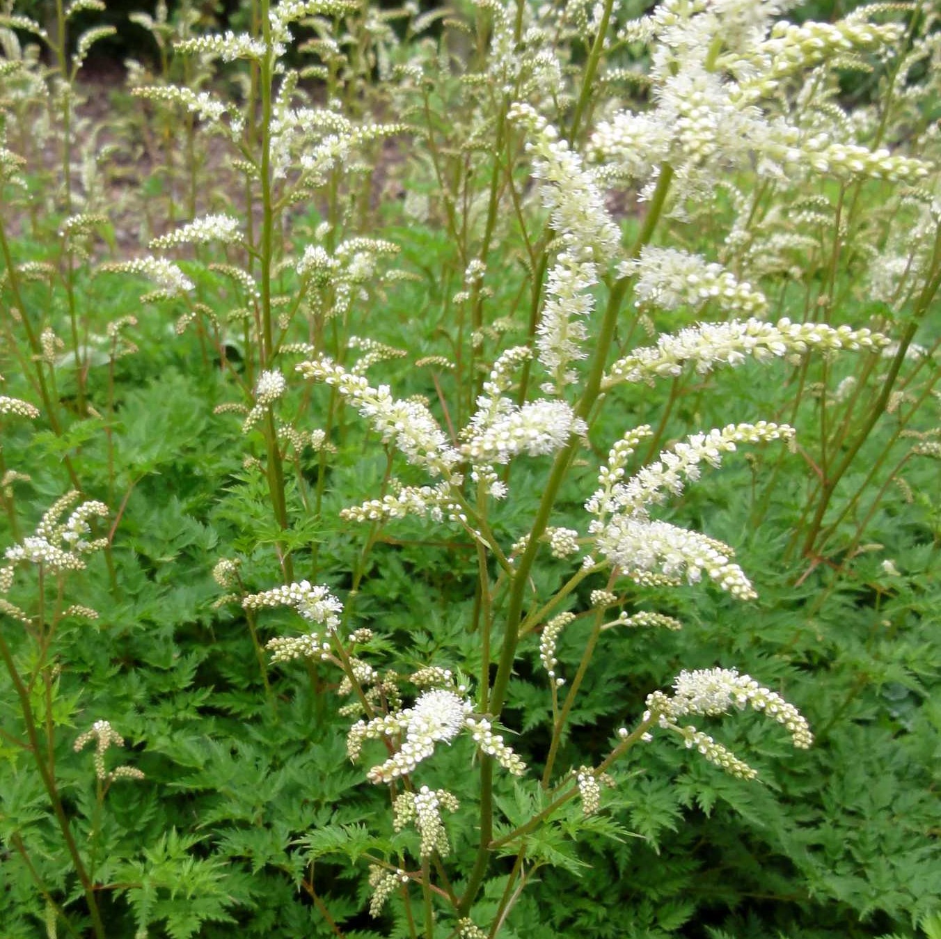 Aruncus aethusifolius