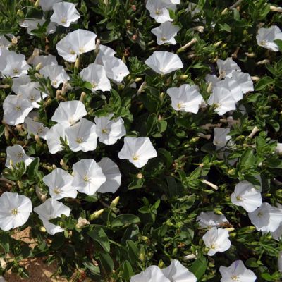 Convolvulus sabatius 'Manati White'