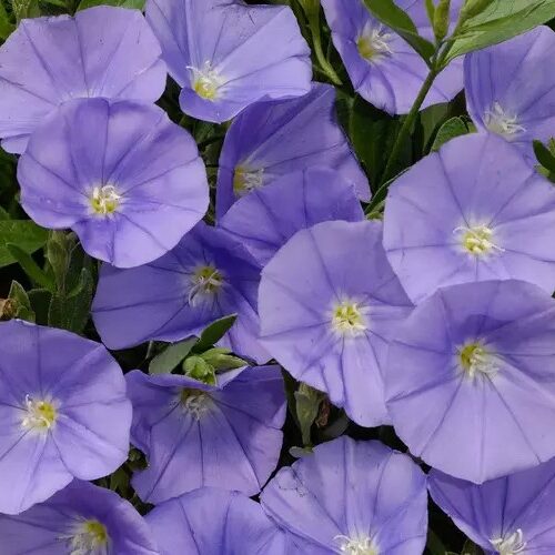 Convolvulus sabatius ‘Manati Deep Blue’