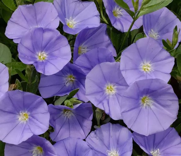 Convolvulus sabatius ‘Manati Deep Blue’