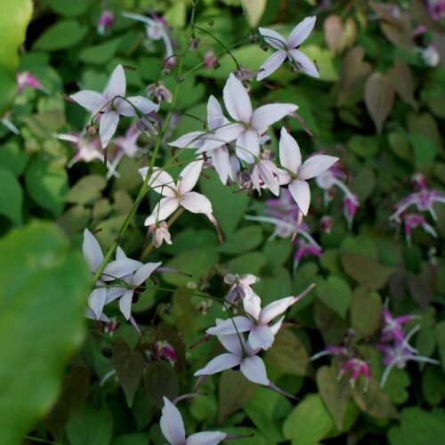 Alternative view of Epimedium x omeiense 'Myriad Years'