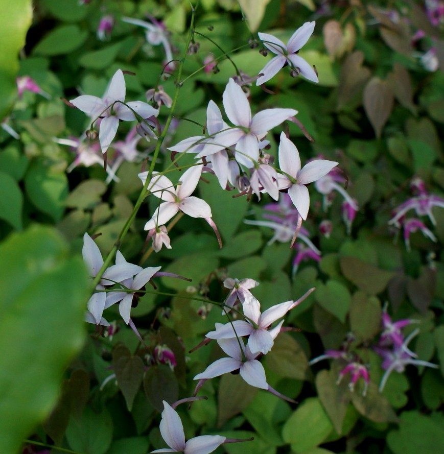 Epimedium x omeiense 'Myriad Years' - Image 2