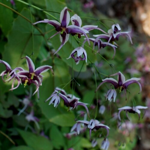 Epimedium x omeiense 'Myriad Years'