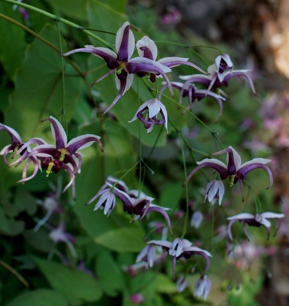 Epimedium x omeiense 'Myriad Years'