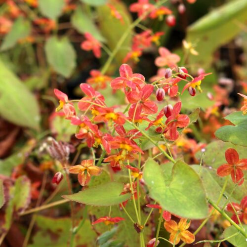 Epimedium x warleyense