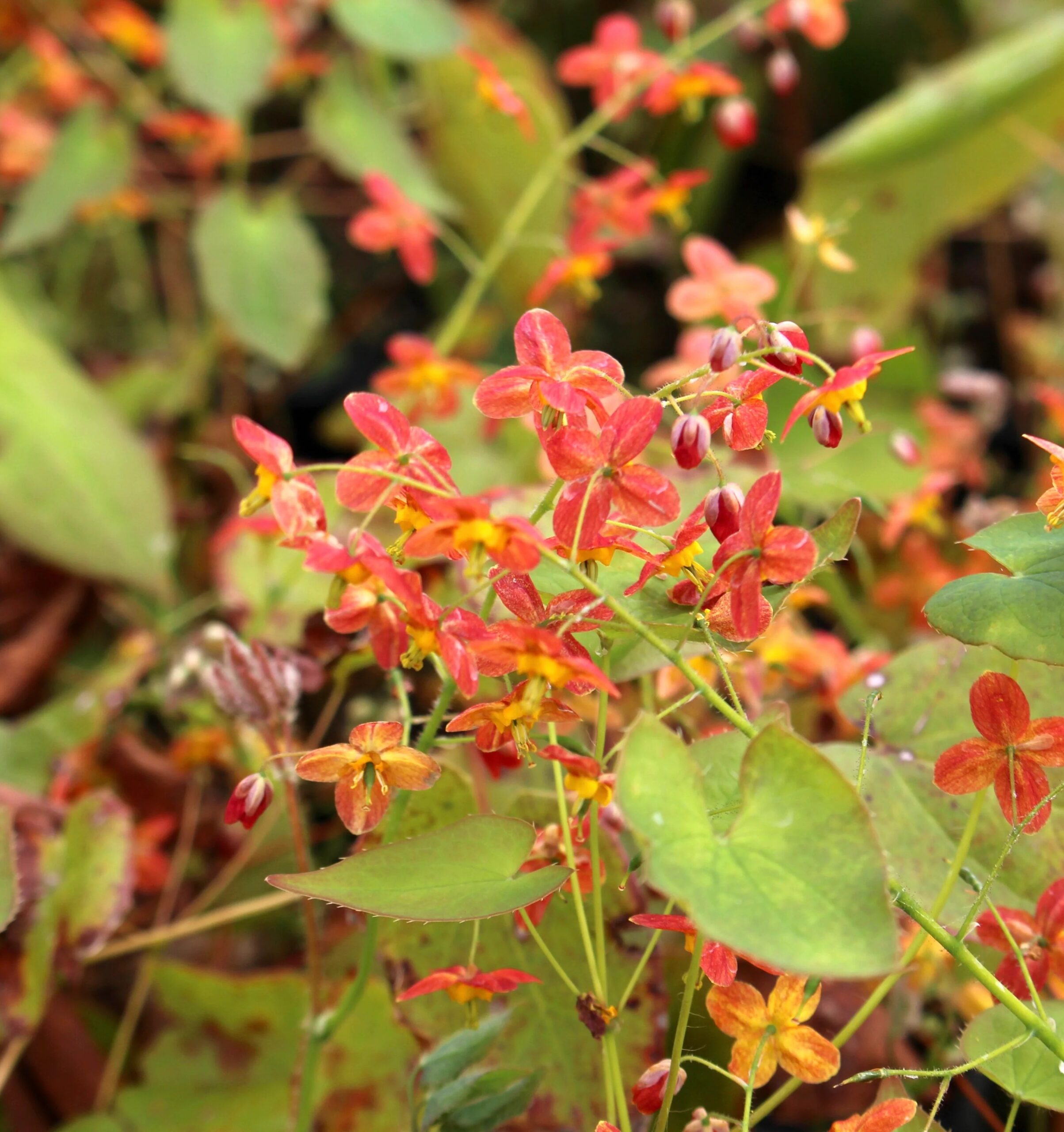 Epimedium x warleyense
