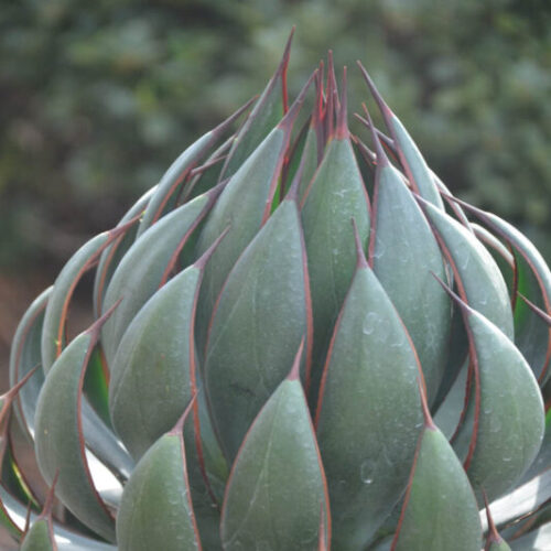 Mangave ‘Praying Hands’